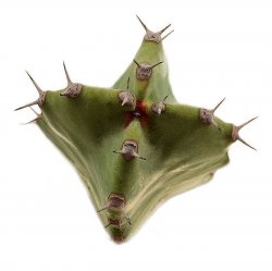 EUPHORBIA RESINIFERA, illustrative photo