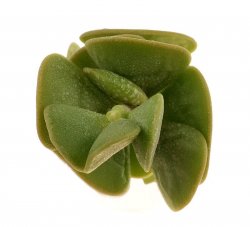 ADROMISCHUS CARYOPHYLLACEUS, illustrative photo