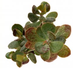 ADROMISCHUS FILICAULIS PAV S.N., illustrative photo
