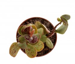 ADROMISCHUS MACULATUS SB 1959, illustrative photo