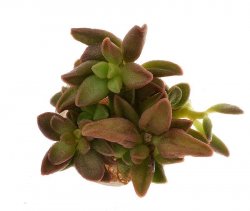 ADROMISCHUS MARIANAE TANGUA, illustrative photo