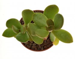ADROMISCHUS UMBRATICOLA, illustrative photo