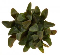 HAWORTHIA SPRINGBOKVLAKENSIS X BAYERI, illustrative photo