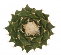 OBREGONIA DENEGRII, illustrative photo