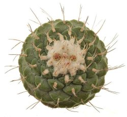 STROMBOCACTUS DISCIFORMIS, illustrative photo