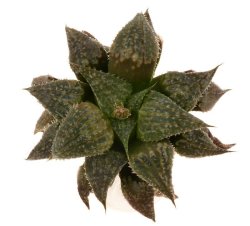 HAWORTHIA CV. HORIKAWA MAJOR, illustrative photo