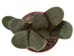 HAWORTHIA SPRINGBOKVLAKENSIS, illustrative photo