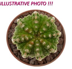 AZTEKIUM RITTERI F. INTERCOSTATUM GCG 10888