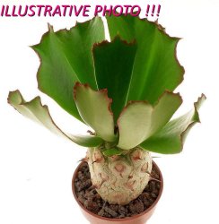 EUPHORBIA UNISPINA, illustrative photo