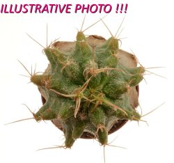 ASTROPHYTUM CAPUT - MEDUSAE + FEROCACTUS GLAUCESCENS, illustrative photo