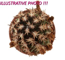 ECHINOCEREUS DAVISII F. BREVISPINUS, illustrative photo