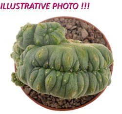 LOPHOPHORA ALBERTO-VOJTECHII F. CRISTATE,  illustrative photo