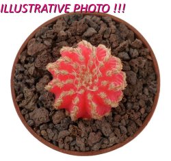 DISCOCACTUS HORSTII F.RUBRA, illustrative photo