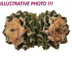 ARIOCARPUS FISSURATUS VAR. HINTONII PP 352, illustrative photo