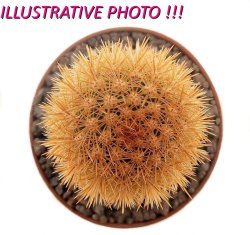 BRACHYCEREUS NESIOTICUS, illustrative photo