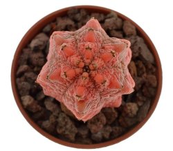 EUPHORBIA ABDELKURI CV. DAMASK, illustrative photo