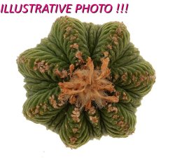 AZTEKIUM RITTERI, illustrative photo