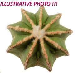 AZTEKIUM hintonii, illustrative photo