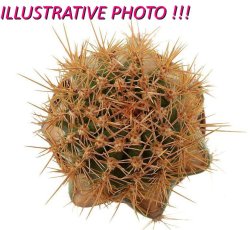 JASMINOCEREUS thouarsii var. sclerocarpus, illustrative photo