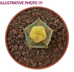 AZTEKIUM valdezii f. aurea spiralis GCG 10893, illustrative photo