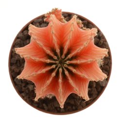 GYMNOCALYCIUM friedrichii var. angustostriatum f. variegate