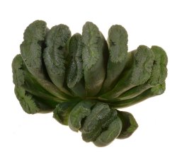 HAWORTHIA truncata cv. Midori No Shima (Green Island), illustrative photo