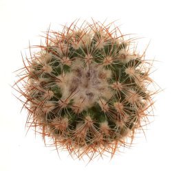 PEDIOCACTUS simpsonii HK 1457, Poncha Pass, illustrative photo