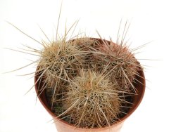 ECHINOCEREUS chloranthus x viridiflorus, illustrative photo