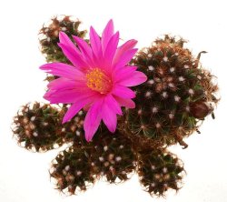 MAMMILLARIA deherdtiana, illustrative photo