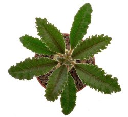 DORSTENIA lavrani, illustrative photo