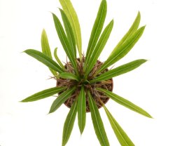 PACHYPODIUM lamerei, illustrative photo