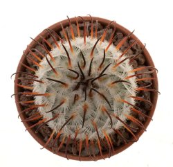 MAMMILLARIA perezdelarosae, illustrative photo