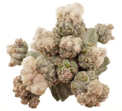 ASTROPHYTUM myriostigma var. strongylogonum cv. Cernobyl, illustrative photo
