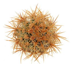 ECHINOCEREUS lindsayi f. yellow spines, illustrative photo