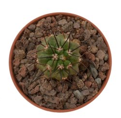 COPIAPOA  x C. cinerea var. tenebrosa GCG 15043, selection, illustrative photo