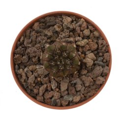 COPIAPOA columna - alba GCG 15015,  L35 entronque 2., intermediate to C. cinerea, illustrative photo