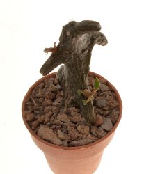 CEROPEGIA gilkyi ex. STC, BGH 75007, illustrative photo