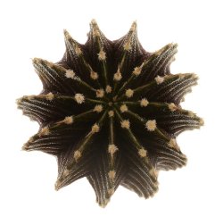 GYMNOCALYCIUM friedrichii var. angustostriatum LB 2178, illustrative photo