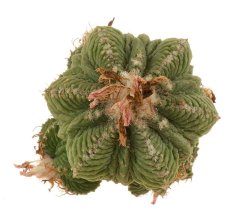 AZTEKIUM ritteri f. rotundum GCG 10005, illustrative photo