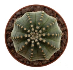 ECHINOCEREUS pullchelus var. amoenus f. aguirrei, illustrative photo
