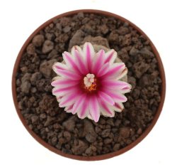 PELECYPHORA  valdeziana, illustrative photo