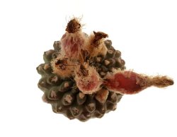 THELOCEPHALA odieri, Carrizal, illustrative photo