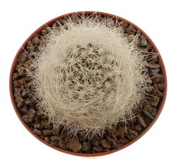 NEOPORTERIA gerocephala f. white spines ex Lausser, illustrative photo