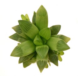 HAWORTHIA cv. Yuko Nishiki, illustrative photo
