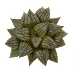HAWORTHIA magnifica var. dekenahii cv. Kuroshima, illustrative photo