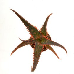ALOE cv. Marco (Fang), illustrative photo