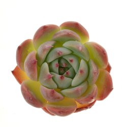 ECHEVERIA chihuahuensis, illustrative photo