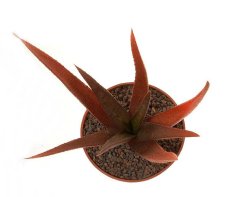 ALOE cv. Midnight, illustrative photo