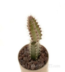 SELENICEREUS spec., illustrative photo