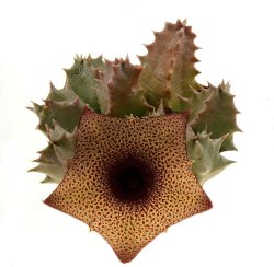 HUERNIA barbata, illustrative photo